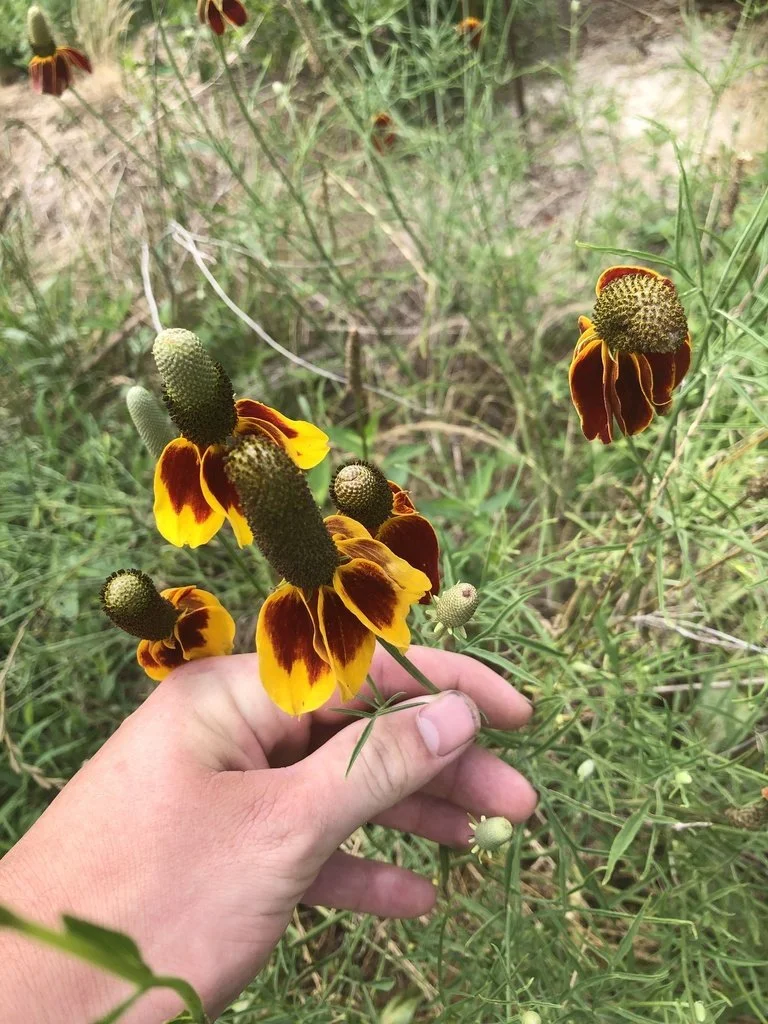 Upright Prairie Coneflower (Ratibida columnifera) — Spadefoot